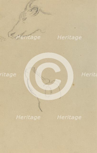 Head of a Cow [recto], 1884-1888. Creator: Paul Gauguin.