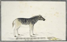 Equus quagga burchelli (Burchell’s Zebra), 1790. Creator: Robert Jacob Gordon.