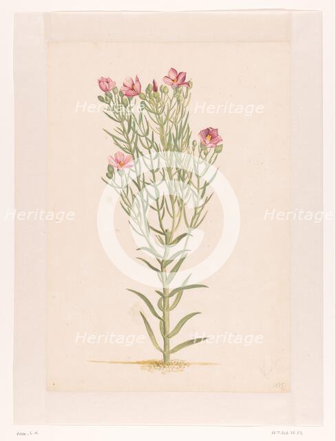 Plant with pink flowers, 1668-1729. Creator: Vincent Laurentz van der Vinne I.