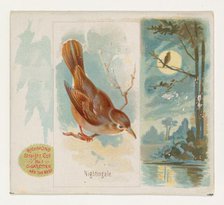 Nightingale, from the Song Birds of the World series (N42) for Allen & Ginter Cigarettes, ..., 1890. Creator: Allen & Ginter.