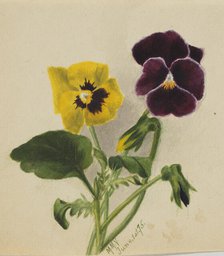 Untitled (Pansies), 1875. Creator: Mary Vaux Walcott.