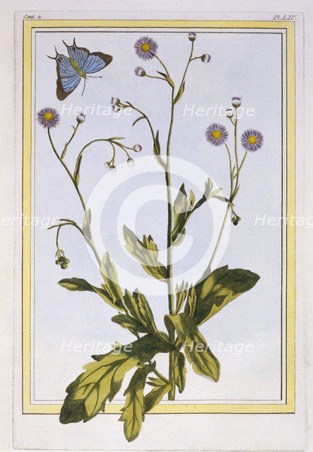 L'Erigeron de Philadelphie (Canadian Fleabane),  pub. 1776. Creator: Pierre Joseph Buchoz (1731-1807).