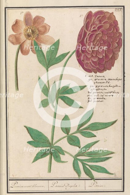Peony (Paeonia), 1596-1610. Creators: Anselmus de Boodt, Elias Verhulst.