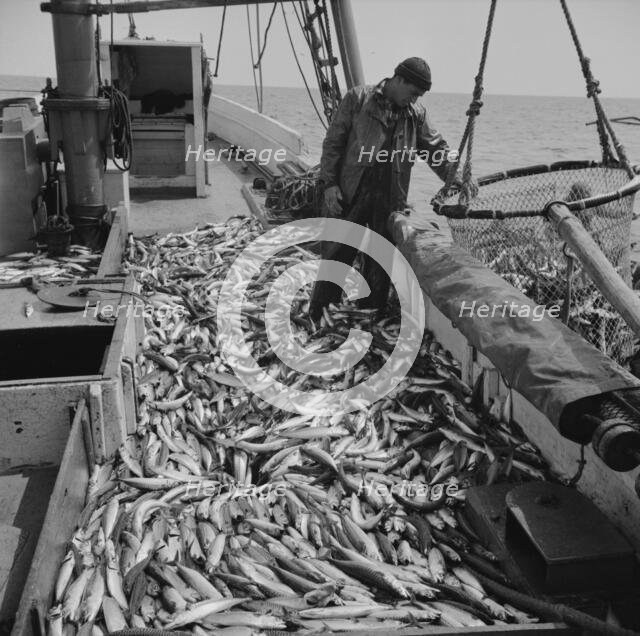 Freshly-caught mackerel gasping and flapping on the deck of a..., Gloucester, Massachusetts, 1943. Creator: Gordon Parks.