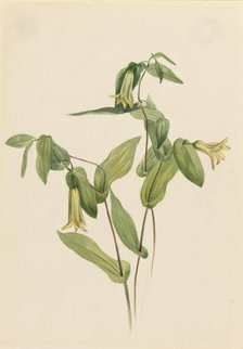 Wood Merrybells (Uvularia perfoliata), n.d. Creator: Mary Vaux Walcott.