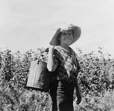 Many children work in the bean harvest, near West Stayton, Marion County, Oregon, 1939. Creator: Dorothea Lange.