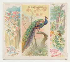 India Peacock, from Birds of the Tropics series (N38) for Allen & Ginter Cigarettes, 1889. Creator: Allen & Ginter.