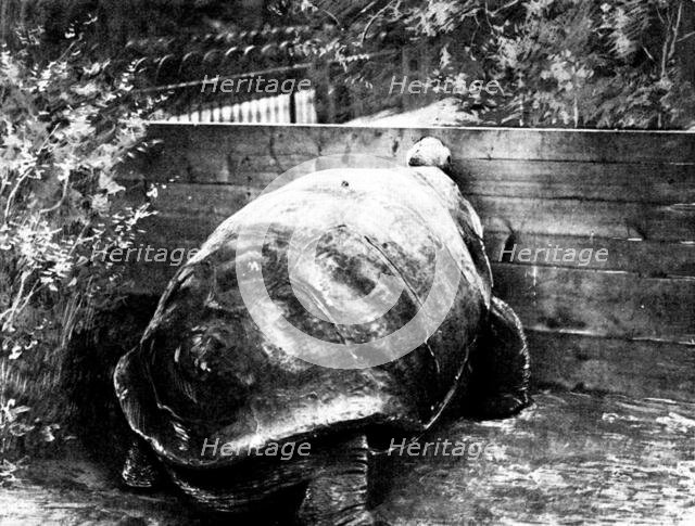 The last surviving Galapagan Tortoise, 1898. Creator: Unknown.