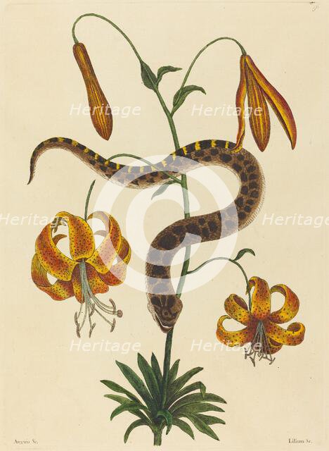 The Hog-nose Snake (Boa contortrix), published 1731-1743. Creator: Mark Catesby.