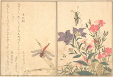 Red Dragonfly (Akatonbo); Locust (Inago)..., 1788. Creator: Kitagawa Utamaro.