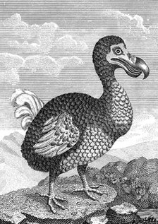 Dodo, late 18th century. Artist: Unknown
