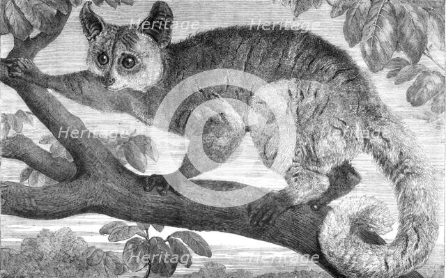 The Galago, brought by Dr. Livingstone from South Africa for the Zoological Society's..., 1864. Creator: Pearson.