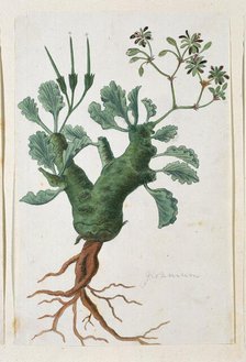 Pelargonium klinghartense Knuth, 1777-1786. Creator: Robert Jacob Gordon.