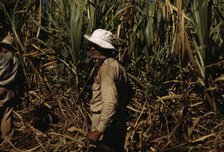 FSA borrower and participant in the sugar cane cooperative, Rio Piedras, Puerto Rico, 1941. Creator: Jack Delano.