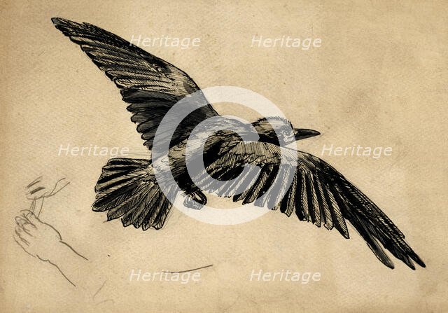 A rook in flight - a study for 'Christmas Eve, 1887', c1887-88. Creator: John Everett Millais.