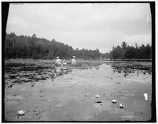 A lily pond, c1902. Creator: William H. Jackson.