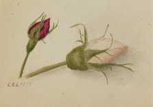 Untitled (Rosebuds), 1874. Creator: Mary Vaux Walcott.