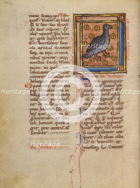A Vulture; Bestiary, about 1270. Creator: Unknown.