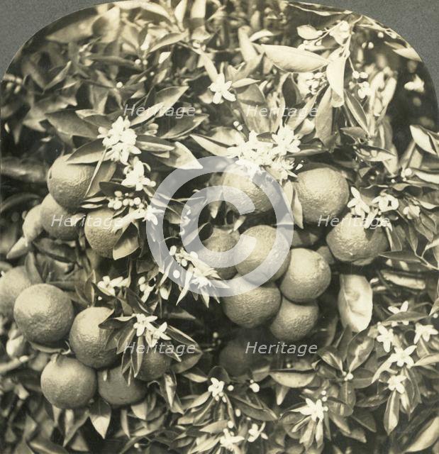 'Orange Blossoms and Mature Oranges Growing on the Same Tree, California', c1900.  Creator: Keystone View Company.