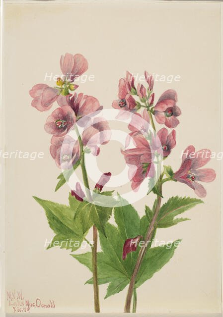 Untitled--Flower Study, 1939. Creator: Mary Vaux Walcott.