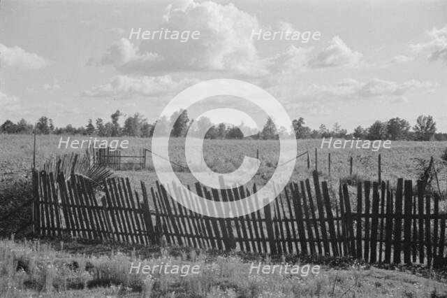Bud Fields' garden, Hale County, Alabama, 1936. Creator: Walker Evans.