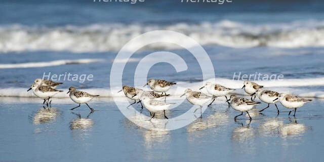 Sanderling Relay. Creator: Eve Turek.