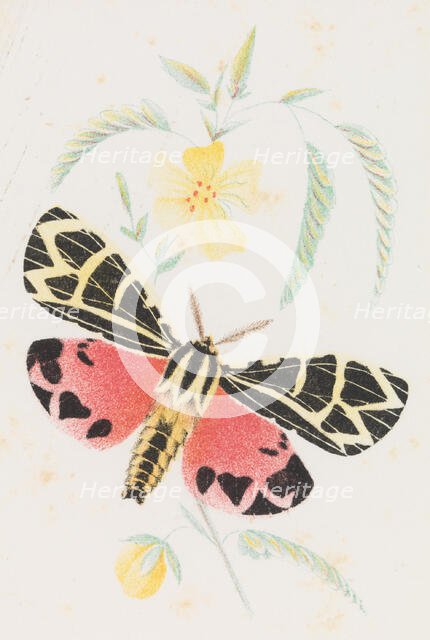 Arctia Virgo, 1862. Creator: Louis Prang.