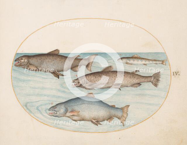 Animalia Aqvatilia et Cochiliata (Aqva): Plate IV, c. 1575/1580. Creator: Joris Hoefnagel.