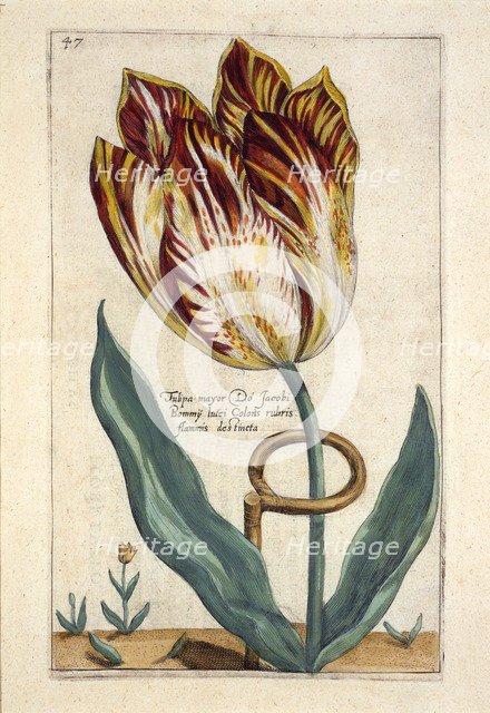 Tulipa Mayor Do Jacobi Bommy, 1614.