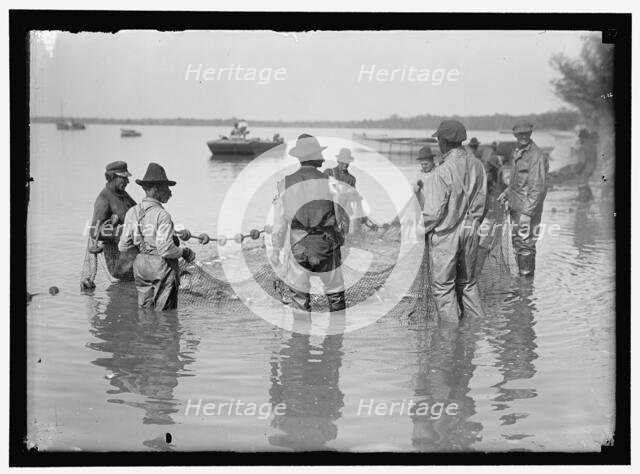 Net fishing, between 1909 and 1923. Creator: Harris & Ewing.