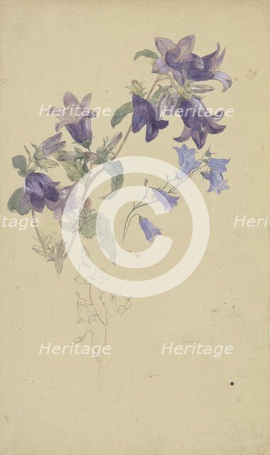 Bluebells. Creator: Wilhelm August Theodor Steinhausen.