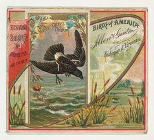 Mother Carey's Chicken, from the Birds of America series (N37) for Allen & Ginter Cigarett..., 1888. Creator: Allen & Ginter.