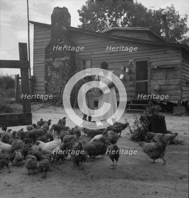 Noontime chores: feeding chickens on Negro tenant farm, Granville County, North Carolina, 1939. Creator: Dorothea Lange.