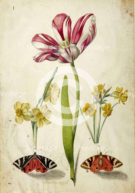Tulip, Narcissus and Butterflies, c. 1660. Creator: Braun, Johann Bartholomäus (1626-1684).
