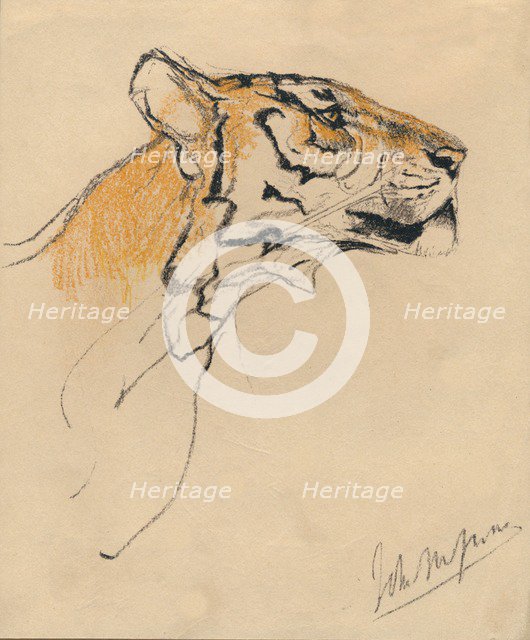 'Head of a Tiger', c1910. Artist: John MacAllan Swan.