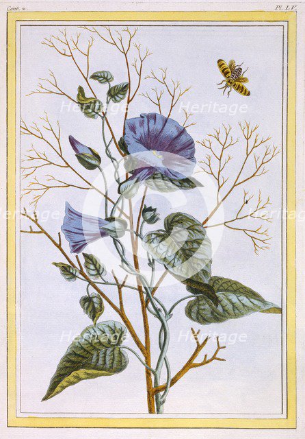 Le Grand Liseron Violet (Convovlus), pub. 1776. Creator: Pierre Joseph Buchoz (1731-1807).
