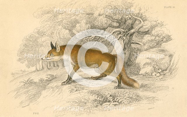Common or red fox (Vulpes vulpes), 1828. Artist: Unknown
