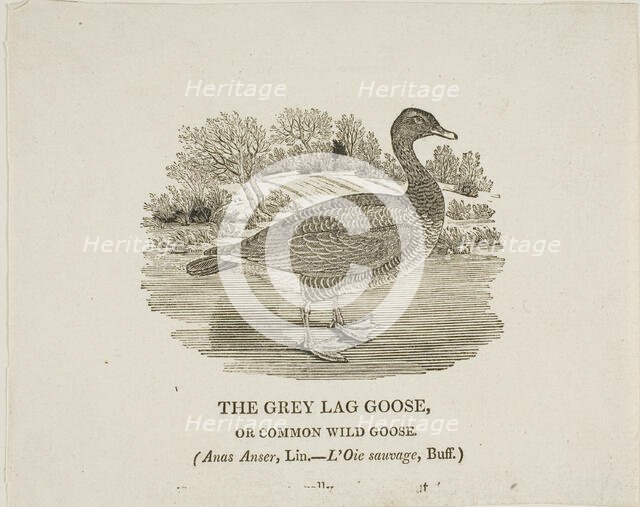 Grey Lag Goose, n.d. Creator: Thomas Bewick.