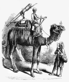 'Camel Jingall', c1891. Creator: James Grant.