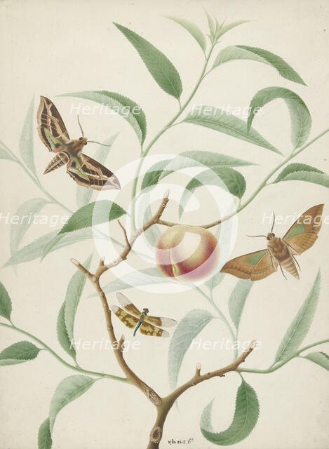 Peach on a branch with two exotic butterflies and a dragonfly, 1774-1842. Creator: Hermanus de Wit.