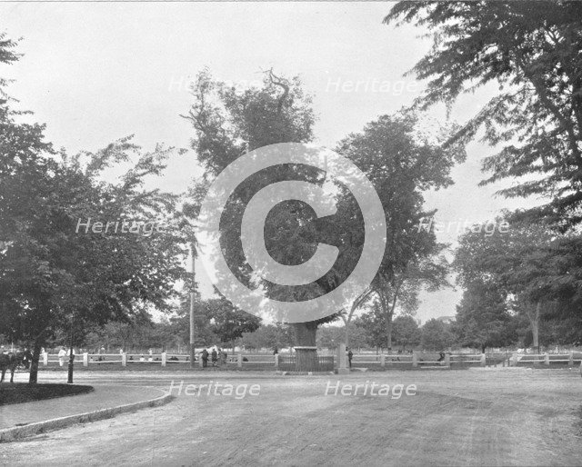 Washington Elm, Cambridge, Massachusetts, USA, c1900.  Creator: Unknown.