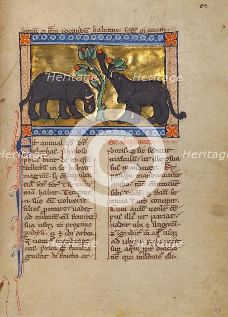 Two Elephants; Bestiary, about 1270. Creator: Unknown.