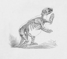 'Skeleton of the Mylodon Darwinii',  c1885, (1890). Artist: Robert Taylor Pritchett.