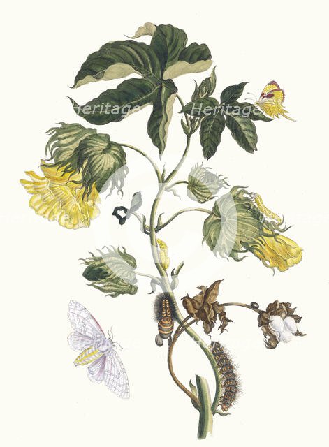 Cotonier. From the Book Metamorphosis insectorum Surinamensium, 1705. Creator: Merian, Maria Sibylla (1647-1717).