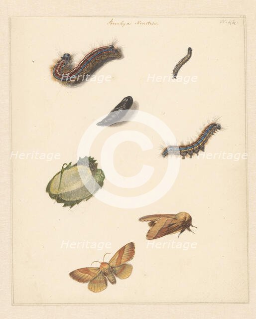 Study sheet with various caterpillars, moths, an egg and a cocoon of the Bombya Neustria, 1824-1900. Creator: Albertus Steenbergen.