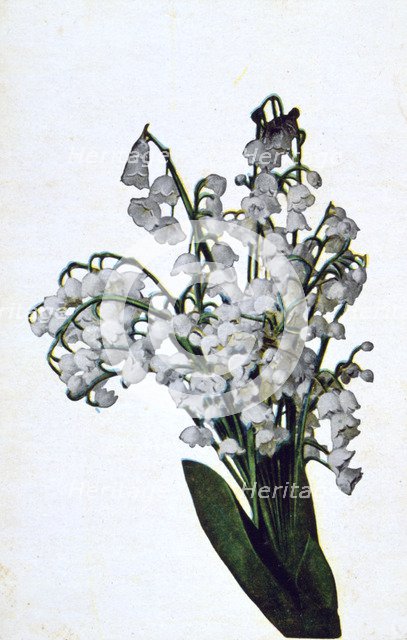 'Snowdrop', French flower postcard, c1900. Artist: Unknown