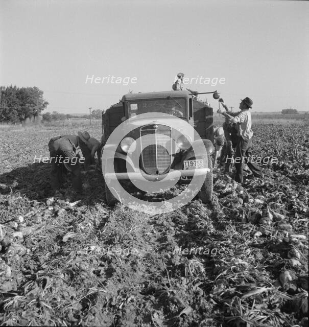 Loading truck in sugar beet field, near Ontario, Malheur County, Oregon, 1939. Creator: Dorothea Lange.