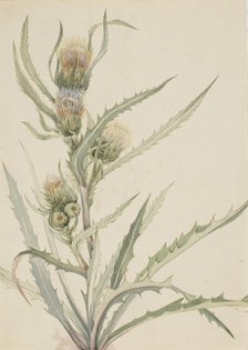 White Thistle (Cirsium hookeranum), n.d. Creator: Mary Vaux Walcott.