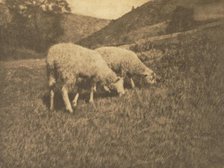 Camera Work: Sheep, 1906. Creator: Professor Hans Watzek.
