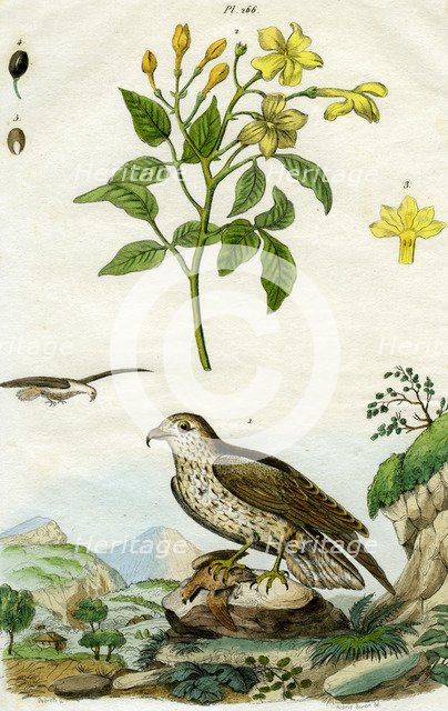 Jasmine and Short-toed Eagle, 18th or 19th century(?).Artist: Pedretti